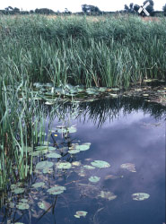 Mike Acreman, CEH © NERC 2000 - Wicken Fen, Cambridgeshire